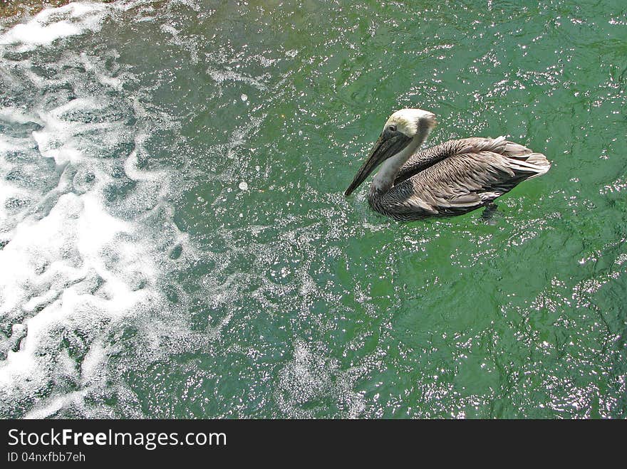 Apprehensive Pelican Heading Toward White Water