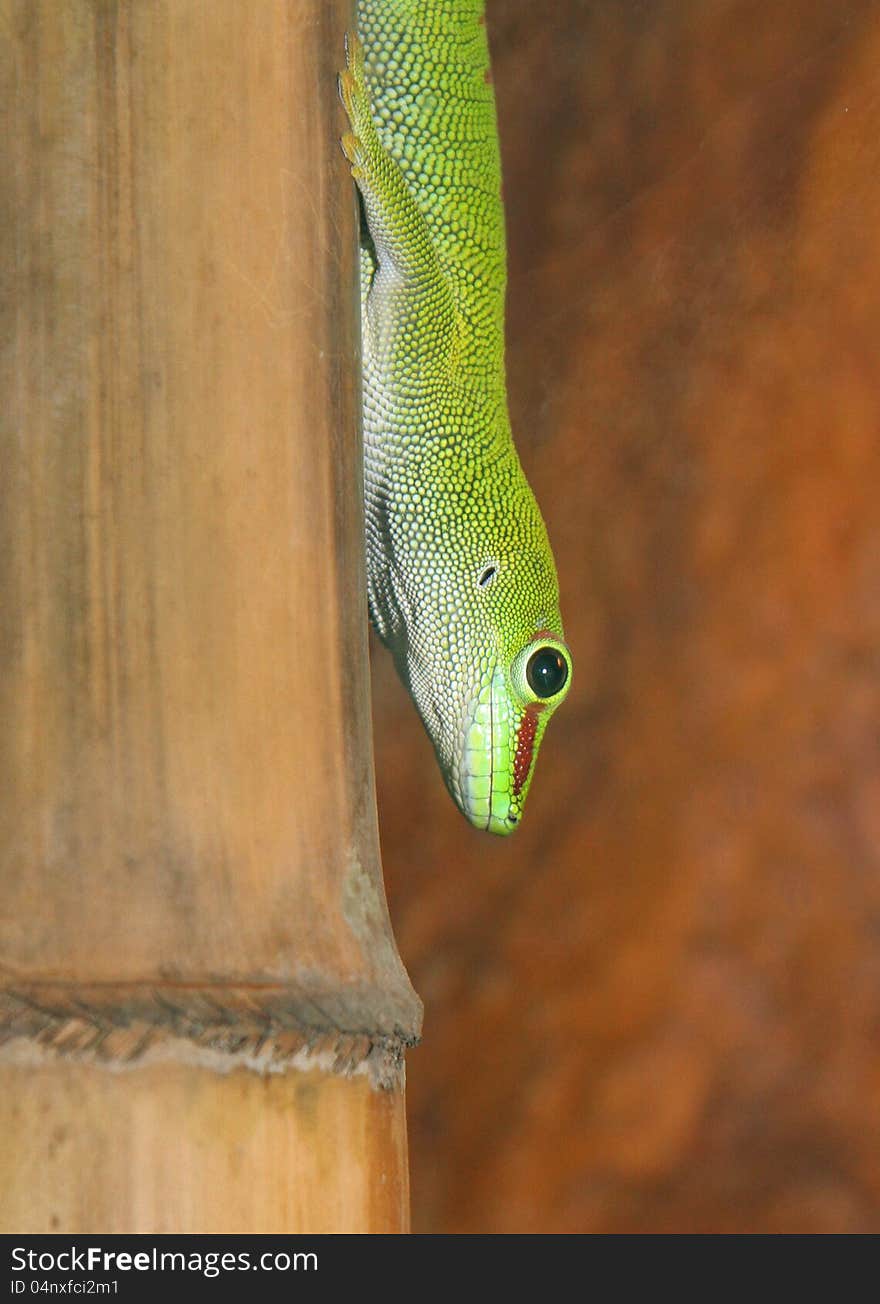 Green Tree Gekko Perched On Bamboo Stalk. Green Tree Gekko Perched On Bamboo Stalk