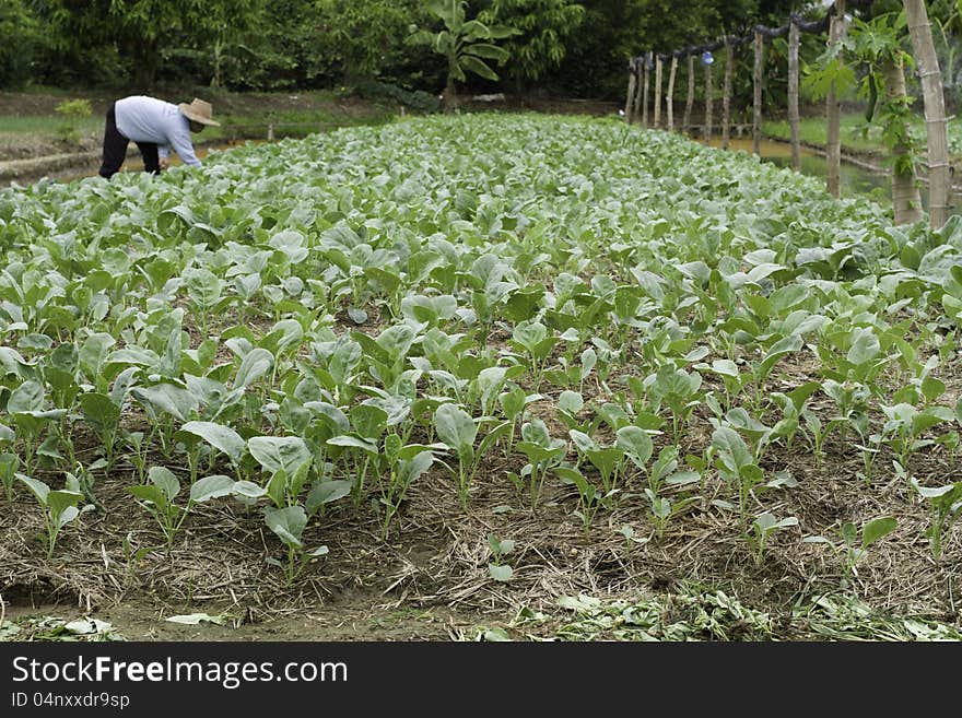 Human in vegetable field Landscape, Thailand. Human in vegetable field Landscape, Thailand