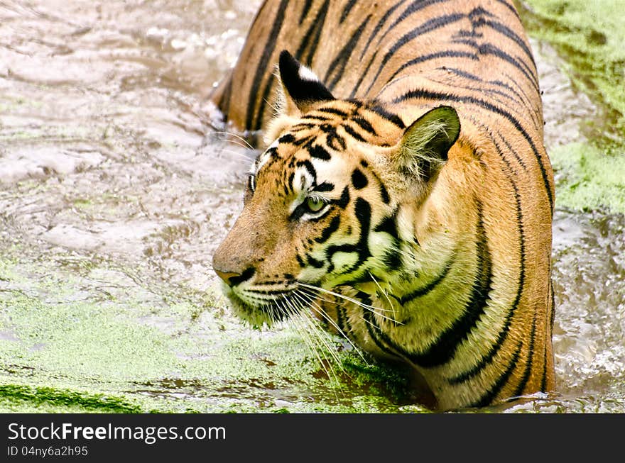 Tiger in a river