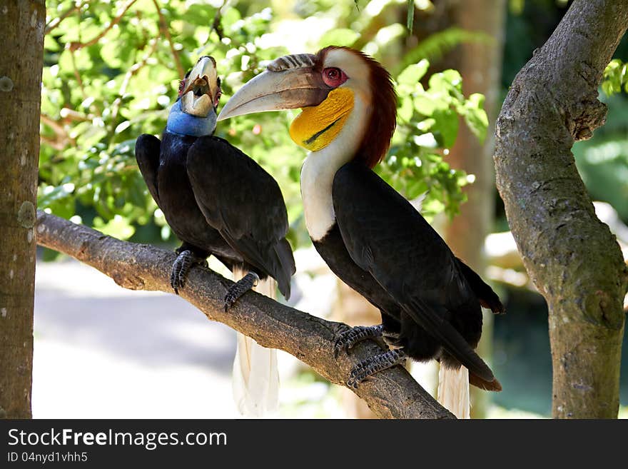 Couple of Bar-pouched Wreathed Hornbills in nature