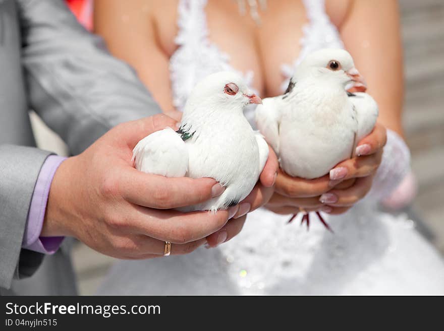 Pigeons in hands of the groom and the bride