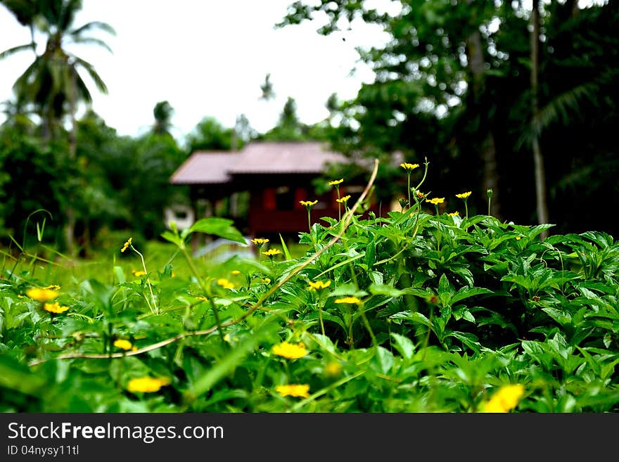 Flower garden and house background. Flower garden and house background