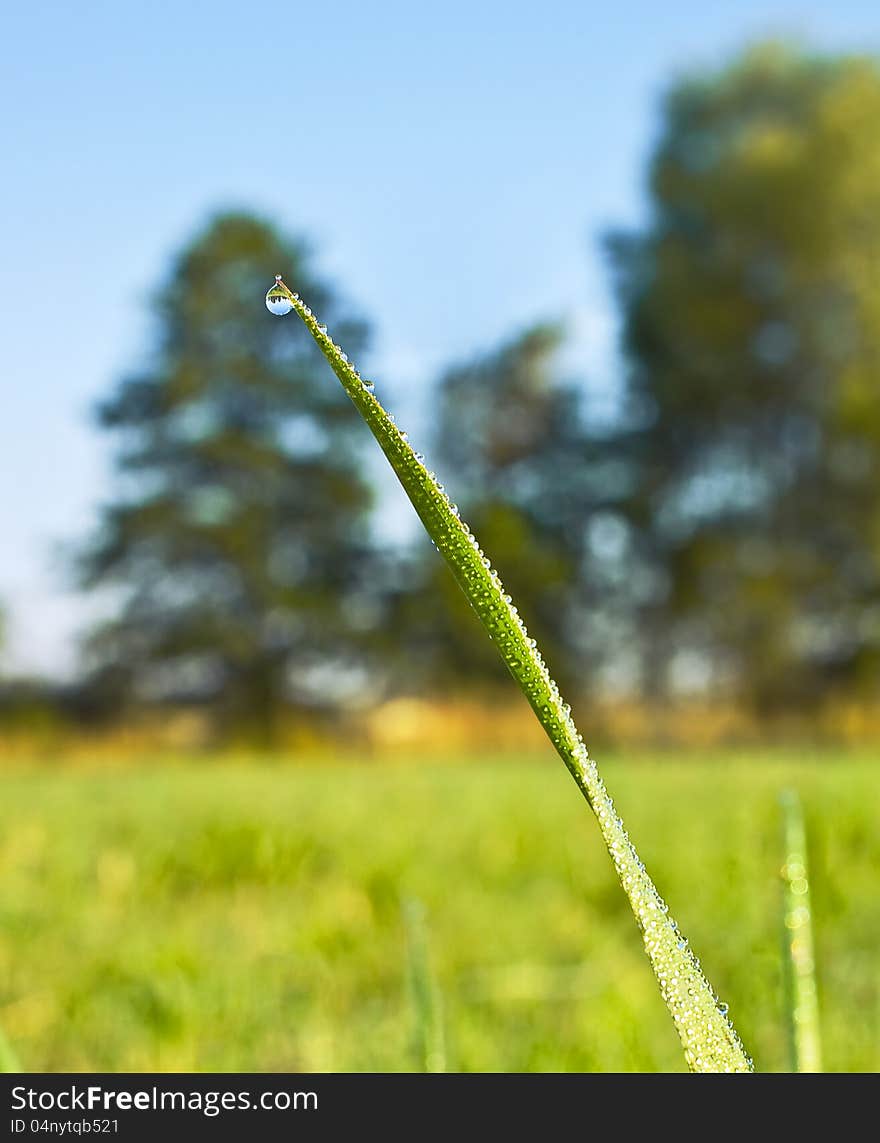 Morning Dew