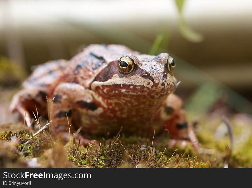 English common Toad