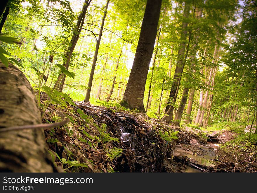 Beautiful Green Pine Forest in Europe