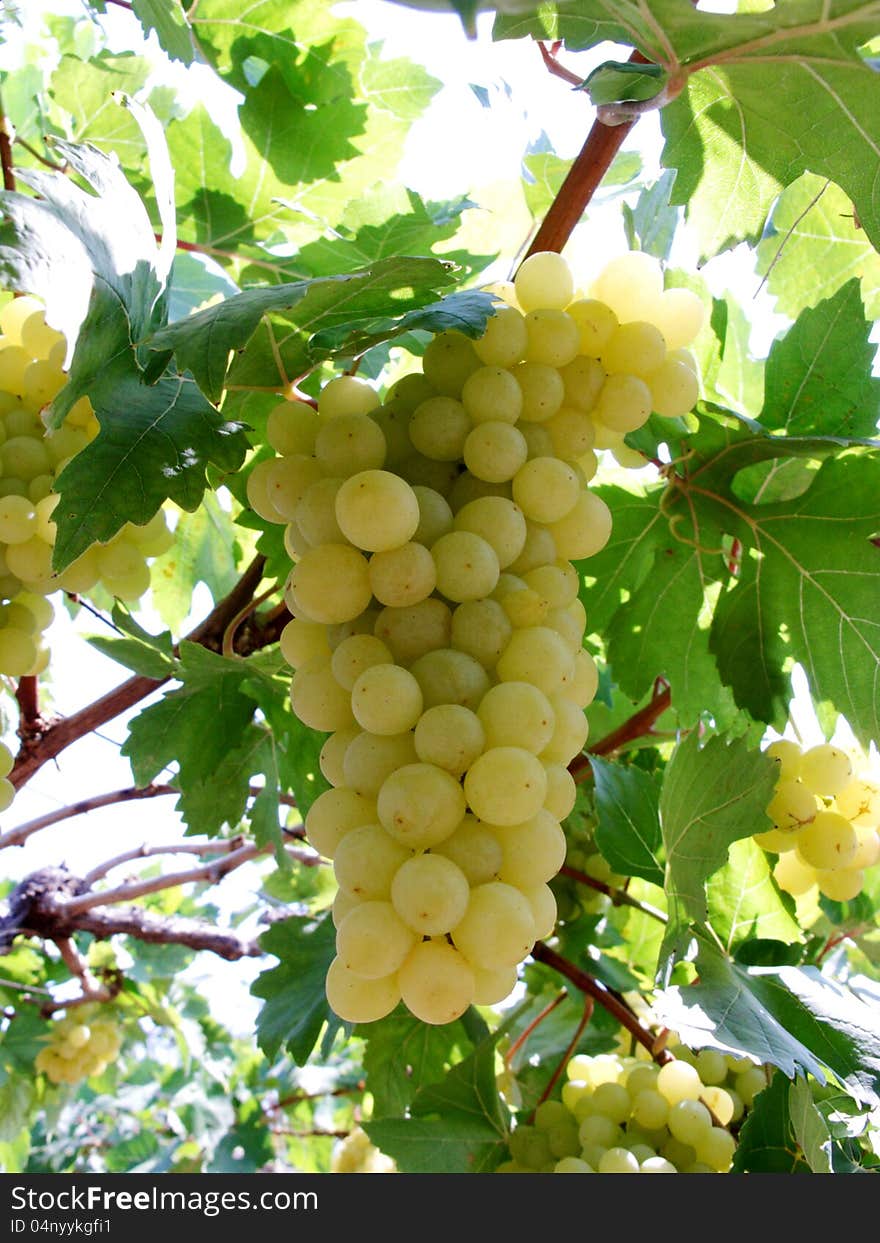 Bunch of grapes from Thailand