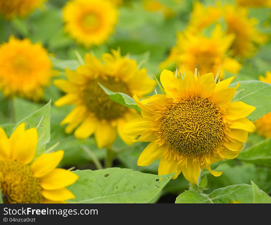 Small sunflower in public park