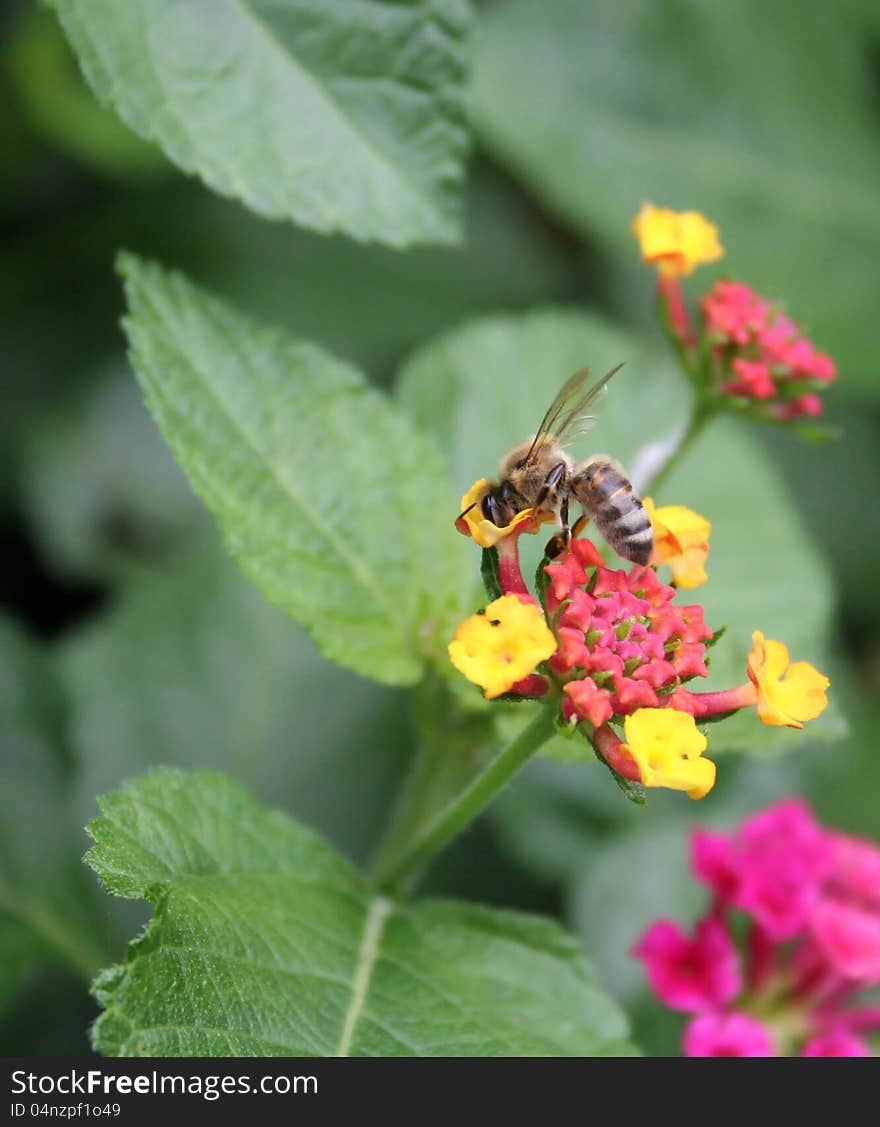 Close up of a honey bee on a flower.