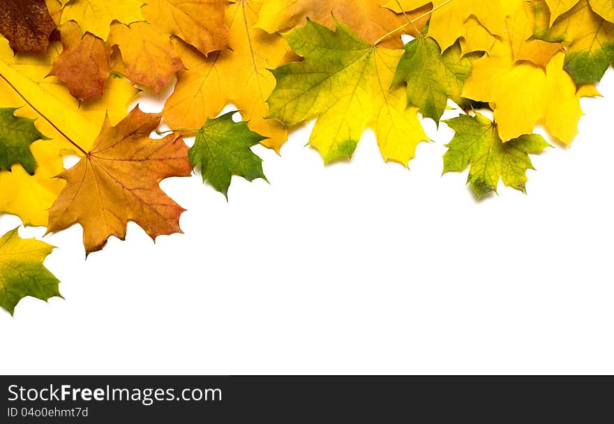 Autumn leafs on white background. Autumn leafs on white background