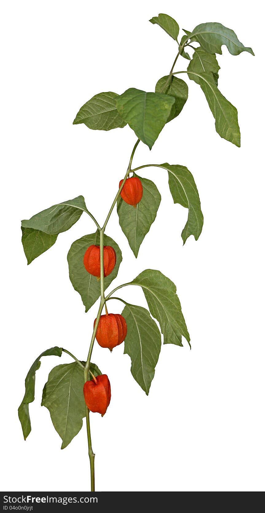 Physalis