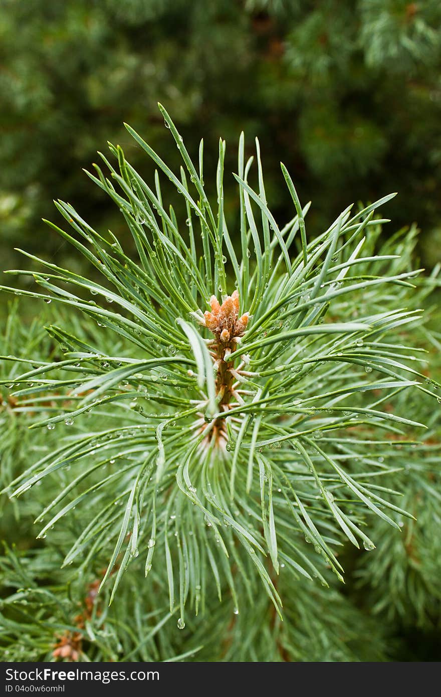 Pine needle with big dewdrops