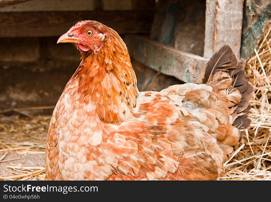 Chicken sitting on the ground