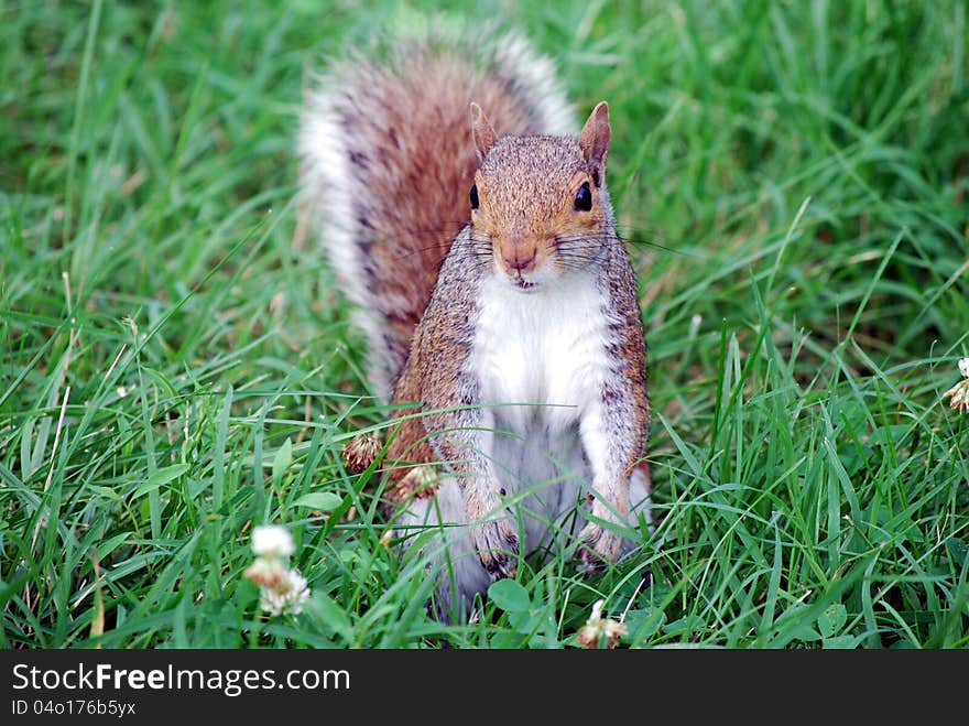 Squirrels belong to a large family of small or medium-sized rodents