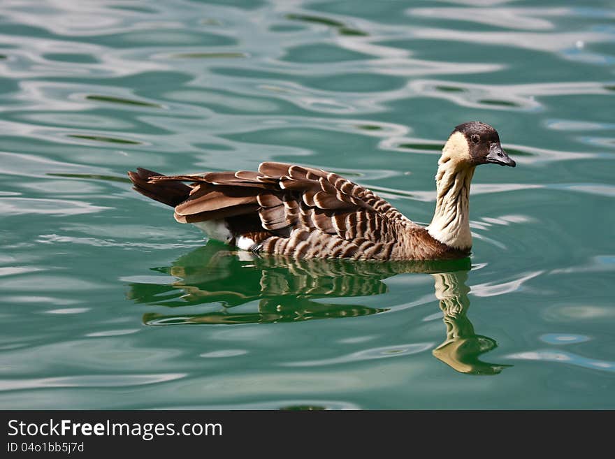 Hawaiian Nene Goose