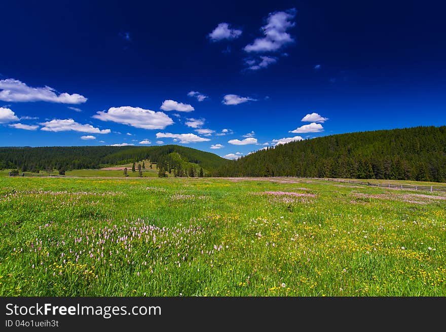 Pink wild flowers in a meadow scenery