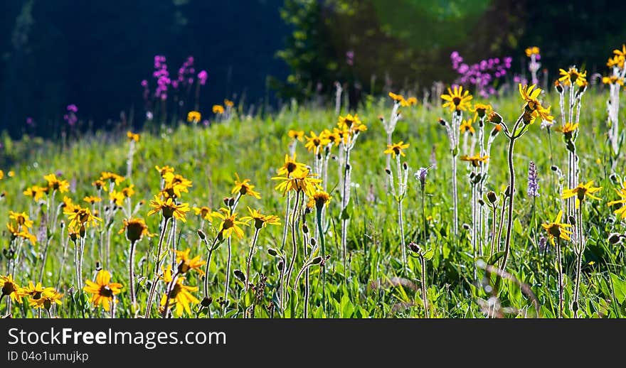 Wild yellow flowers in bright sun light in a meadow in the mountains