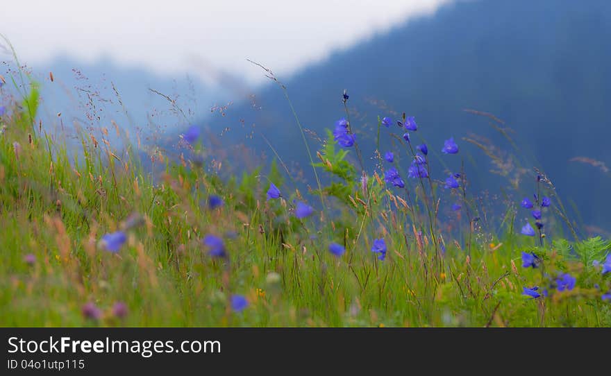 Wild carpathian bellflower Campanula carpatica in a forest meadow in summer in the mountains