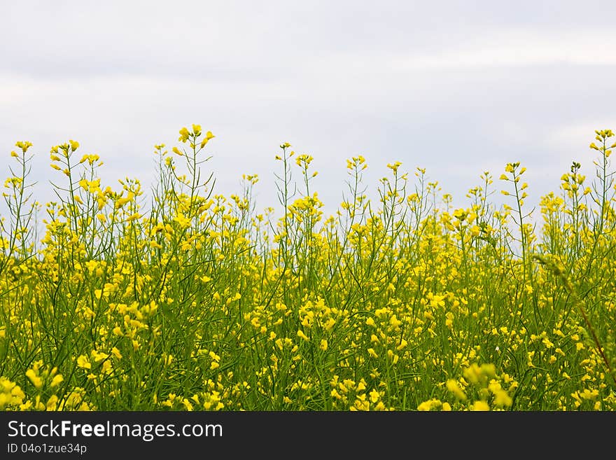 Yellow oilseed rape field background