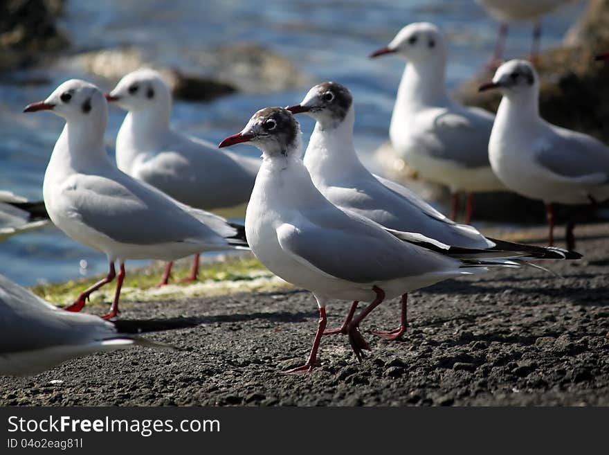 This is photo of seagulls