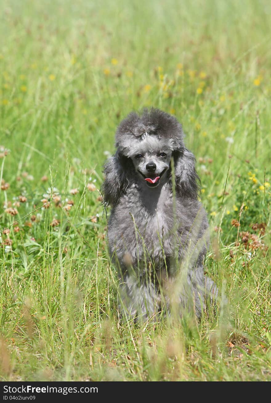 Toy Poodle On Green Grass