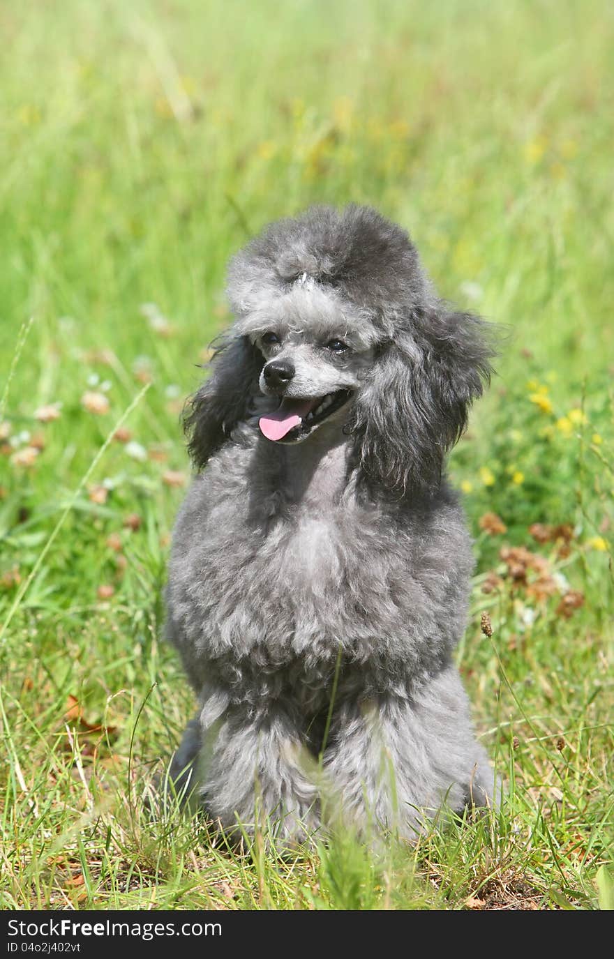 Toy poodle on green grass.