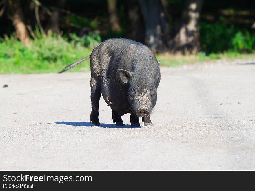 Black pig angrily looks into the camera on village courtyard. Black pig angrily looks into the camera on village courtyard