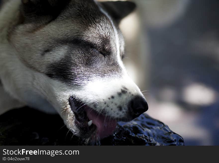 Young Dog Drinking Water