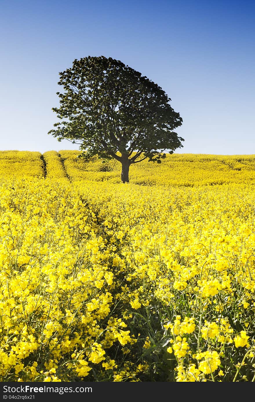 Rape seed Farm field located near Maryport in Cumbria for bio fuel purposes. Rape seed Farm field located near Maryport in Cumbria for bio fuel purposes