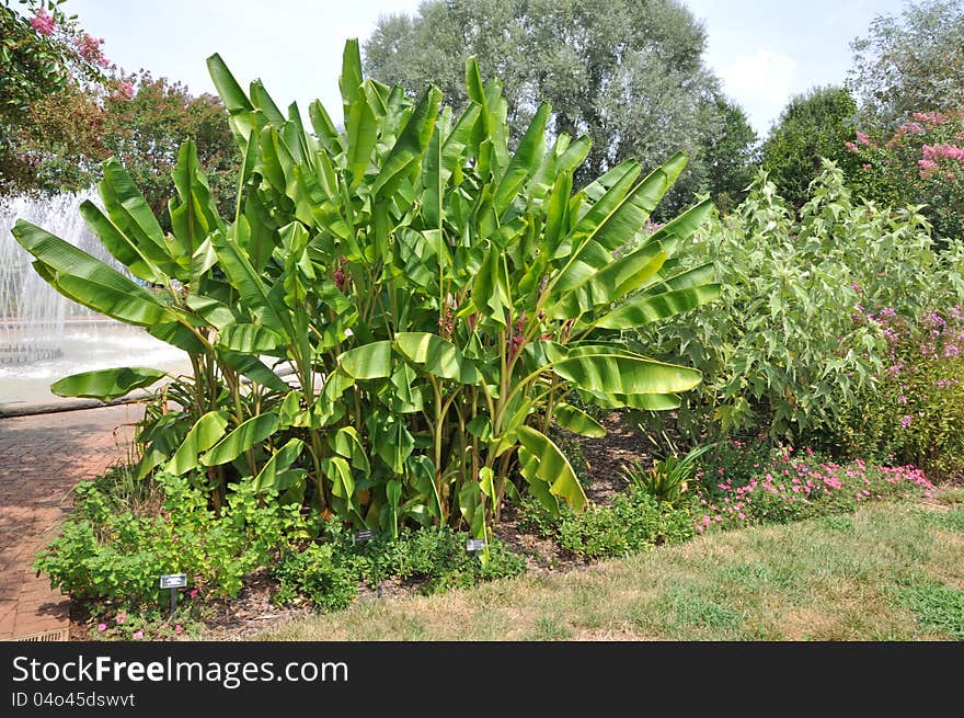 Banana Garden