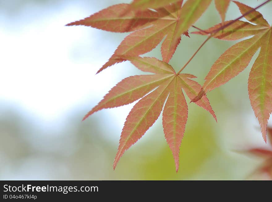 Japanese maple leaf closeup picture