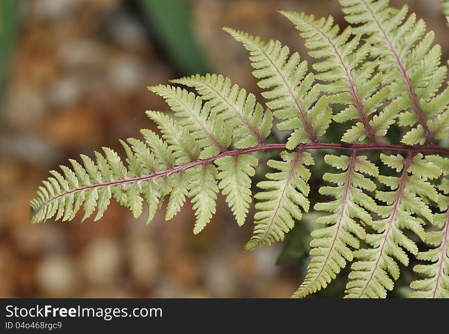 Fern