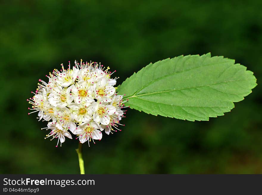 Cherry Flower And Leaf