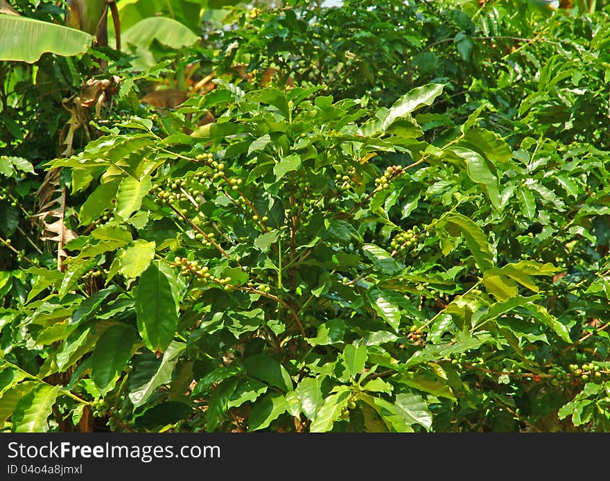 Coffee plants bearing immature fruit on a small farm in Costa Rica.