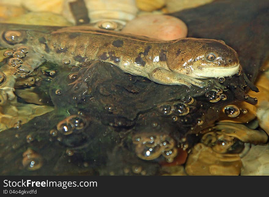 Salamander