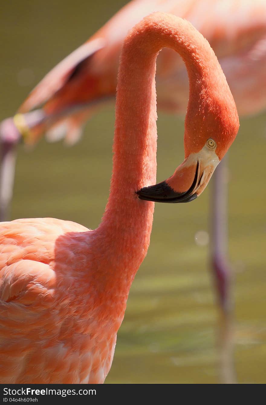 Image of a flamingo preening his feathers. The bird is standing on two legs with its beak buried in its feathers.