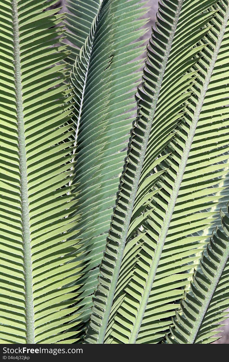 Prehistoric Plants With Coarse Pale Green Leaves. Prehistoric Plants With Coarse Pale Green Leaves