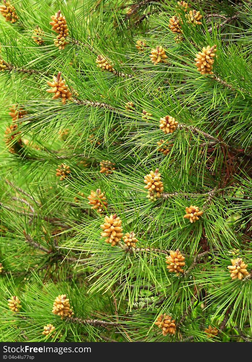 Young green needles of a pine with kidneys and new cones in the coniferous wood. Young green needles of a pine with kidneys and new cones in the coniferous wood