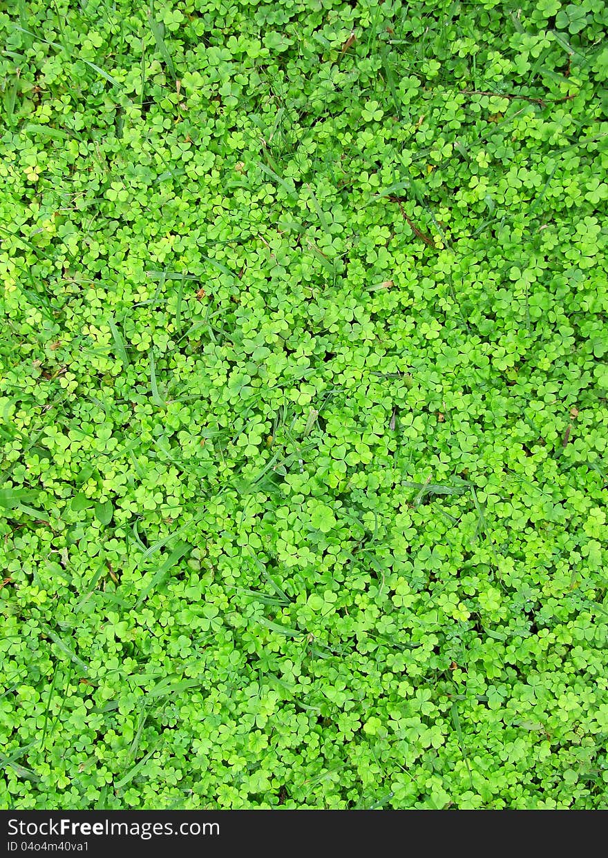 Carpet from green leaves of a shamrock