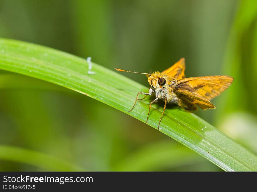 Large skipper butterfly on grass