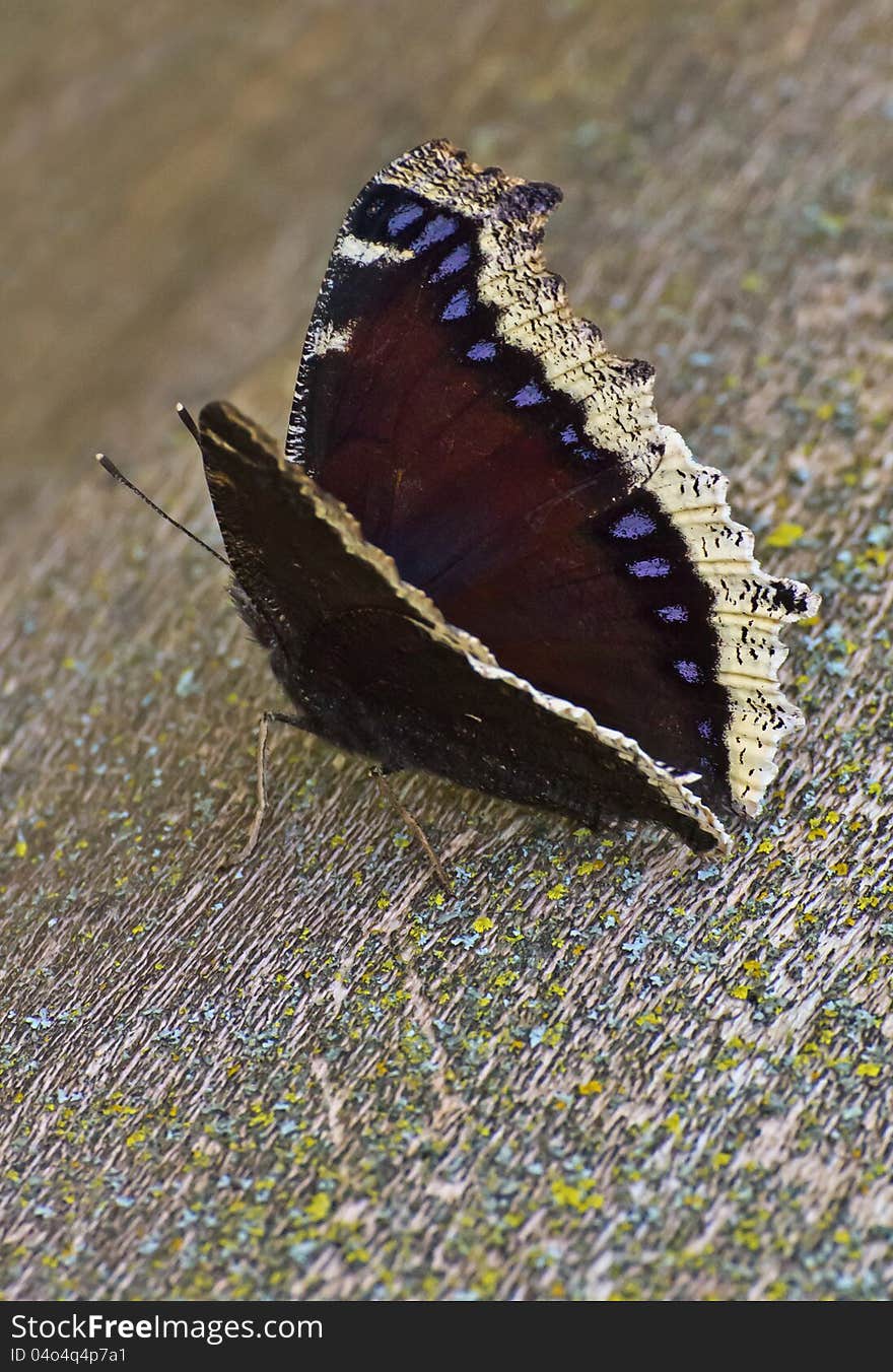 Mourning Cloak butterfly on fallen tree