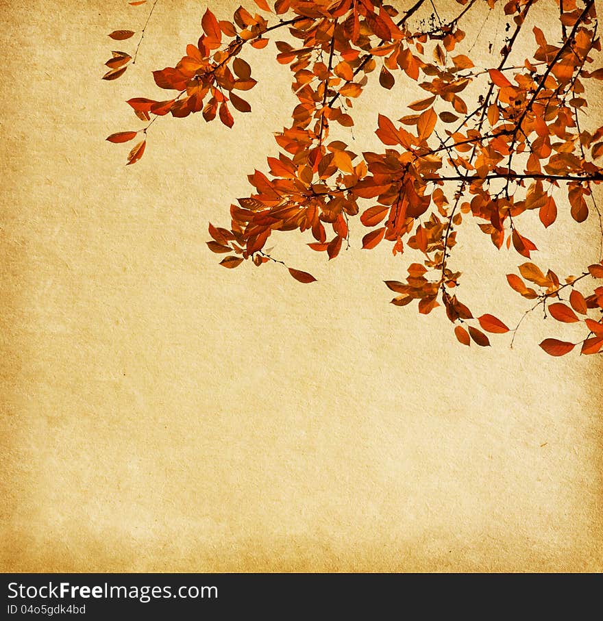 Old paper with branch of autumn leaves. Cherry plum