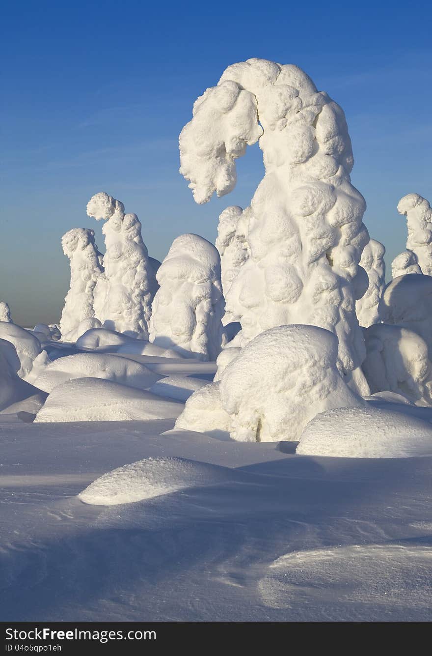 Northern Ural Mountains. Fantastic snow figures on trees. Frosty morning on border with Siberia. Northern Ural Mountains. Fantastic snow figures on trees. Frosty morning on border with Siberia.