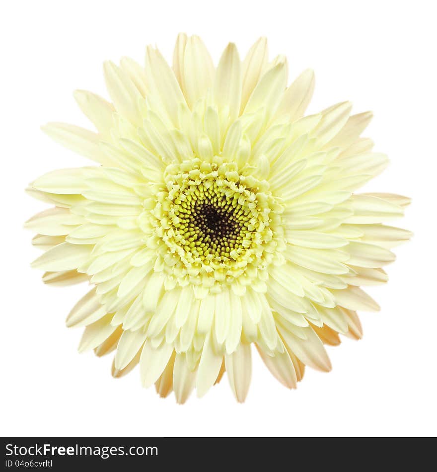 Gerbera flower on white background, clipping path