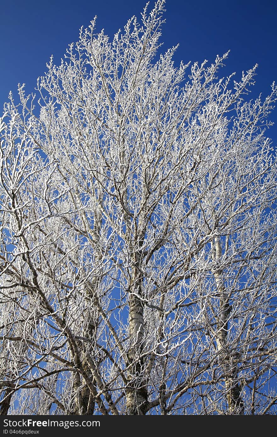 Frozen tree