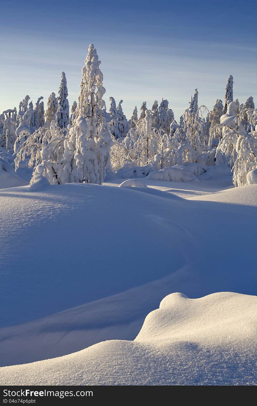 Northern Ural Mountains. Fantastic snow figures on trees. Frosty morning on border with Siberia. Northern Ural Mountains. Fantastic snow figures on trees. Frosty morning on border with Siberia.