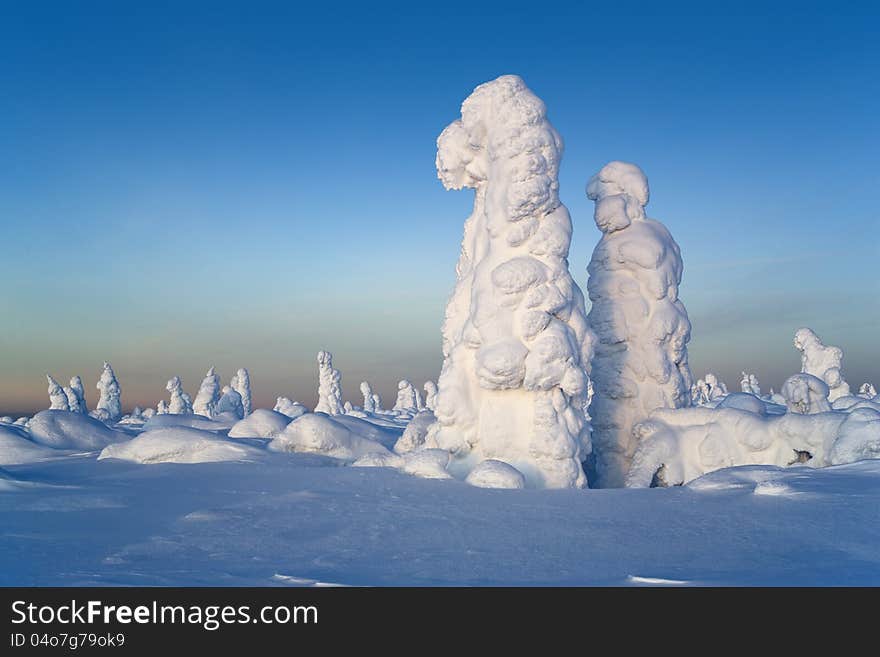 Northern Ural Mountains. Fantastic snow figures on trees. Frosty morning on border with Siberia. Northern Ural Mountains. Fantastic snow figures on trees. Frosty morning on border with Siberia.