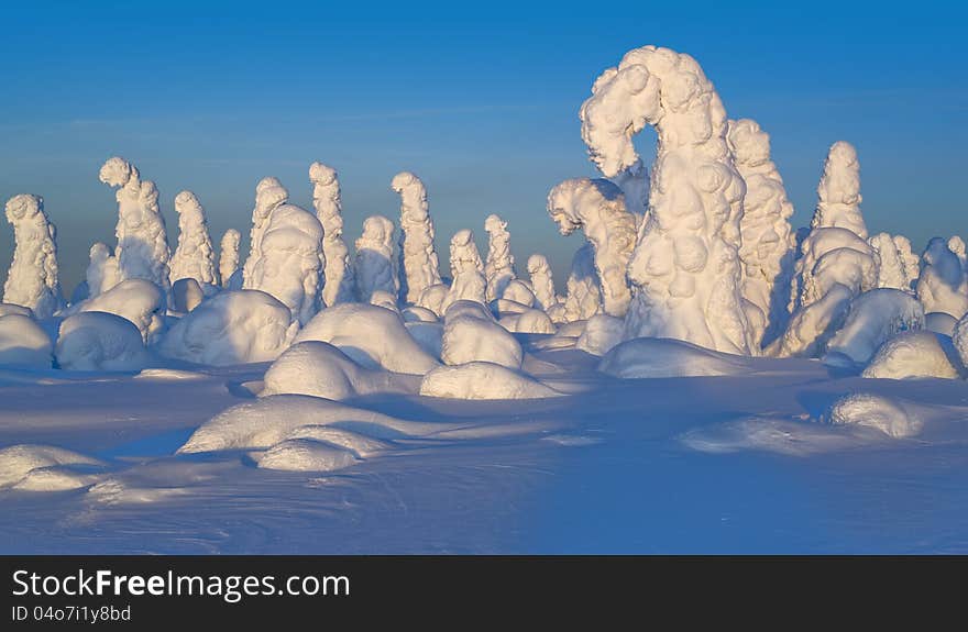 Northern Ural Mountains. Fantastic snow figures on trees. Frosty morning on border with Siberia. Northern Ural Mountains. Fantastic snow figures on trees. Frosty morning on border with Siberia.