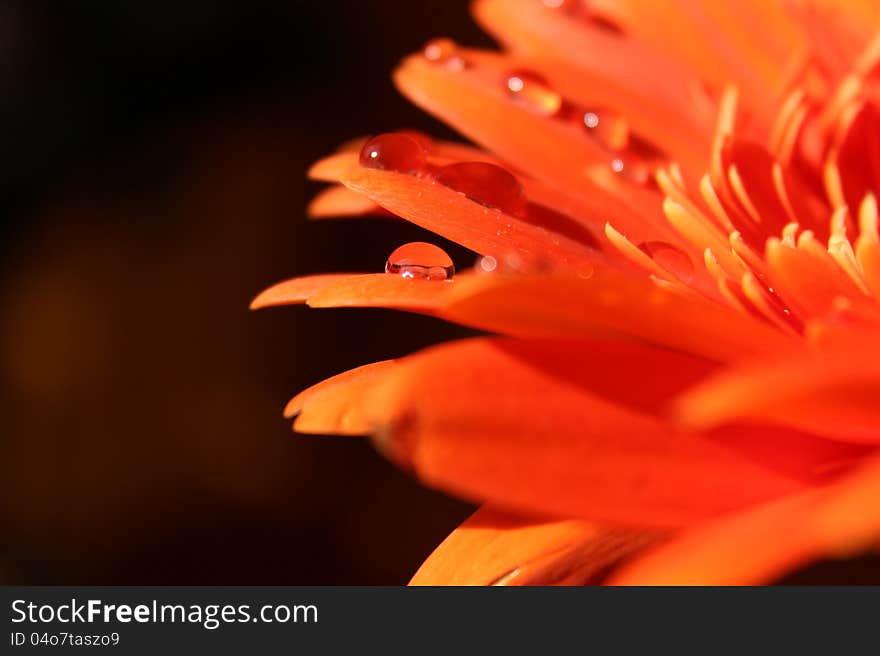 Orange gerbera and waterdrops