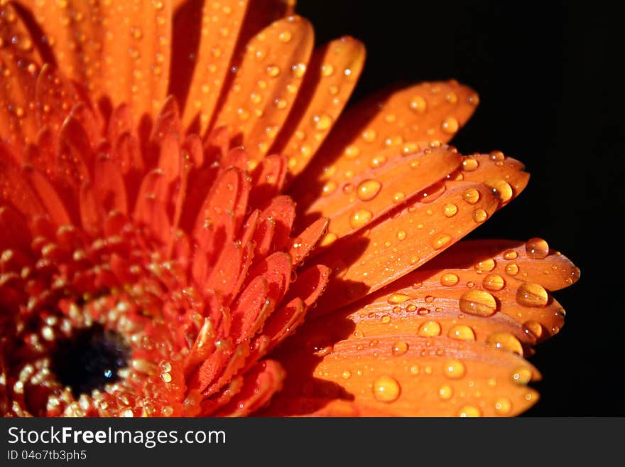 Orange gerbera